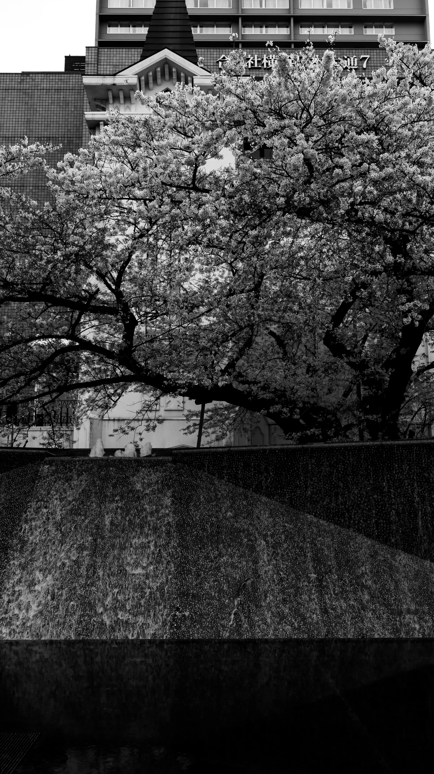 開港広場公園から指路教会の桜を見る。