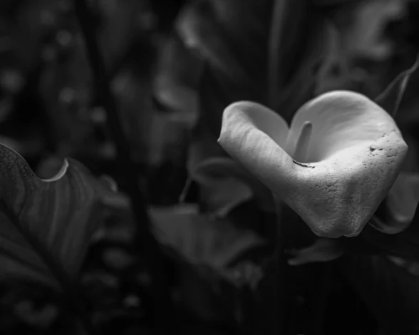 Photographing Calla-lily In The Blue Hour.