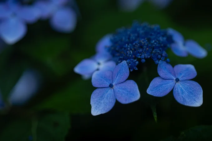 ブルーアワーでの山紫陽花